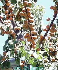 Orto con ulivi e frutti