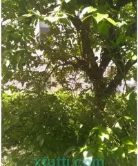 Affitasi soluzione indipendente