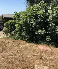 Terreno edificabile Lu Fraili San Teodoro