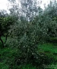 Terreno 2050 mq ad Altarello di Giarre