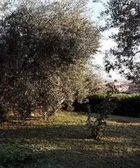 Sezze Romano Rustico