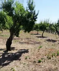 Terreno con Casale