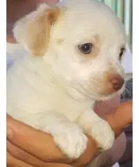 Chihuahua pincher
