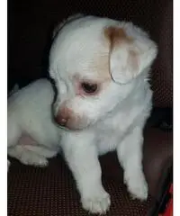 Chihuahua pincher