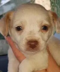Chihuahua pincher