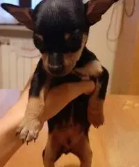 Pincher maschio e femmina