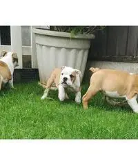 cuccioli di toro francesi giocosi