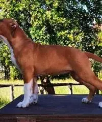 Cucciola amstaff Cucciola amstaff