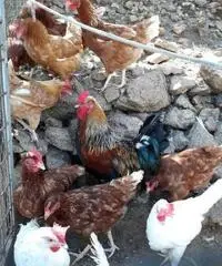 Galli ruspanti Galli ruspanti