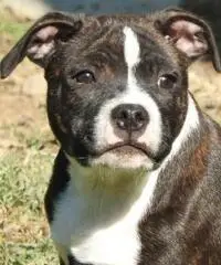Staffordshire bull terrier