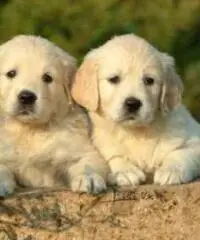 Cuccioli di Labrador Retriever Cuccioli di Labrador Retriever