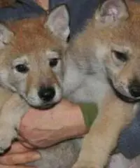 Regalo Cuccioli Lupo Cecoslovacco Regalo Cuccioli Lupo Cecoslovacco