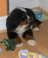 Regalo Cucciolo di Bovaro del Bernese Regalo Cucciolo di Bovaro del Bernese