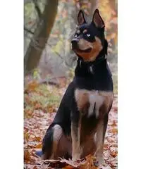 fare u come i cani? Contattatemi poi