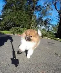 Disponibili bellissimi cuccioli di Pomerania