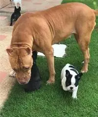 Bulldog francese AKC super adorabile