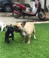 Bulldog francese AKC super adorabile