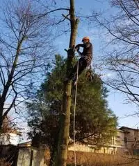 Giardiniere Tree Climbing