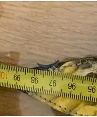 Cintura uomo pitone