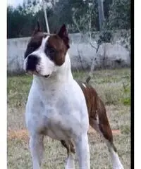 Amstaff Cuccioli Amstaff Cuccioli