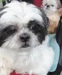 Magnifici cuccioli Shih tzu pronti per l'adozione