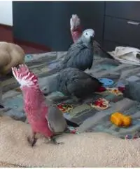 Maschio e femmina africano pappagallo grigio in vendita Maschio e femmina africano pappagallo grigio in vendita