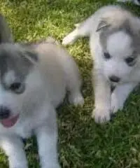 Cuccioli Siberian Husky Occhi azzurri Pronto Cuccioli Siberian Husky Occhi azzurri Pronto