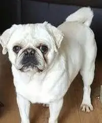 Cuccioli Pug Puppies in vendita Cuccioli Pug Puppies in vendita