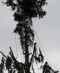 Treeclimbing ed abbattimenti controllati