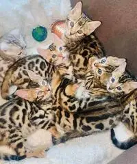 adorabili cuccioli di Bengala pronti per andare in nuove case. adorabili cuccioli di Bengala pronti per andare in nuove case.