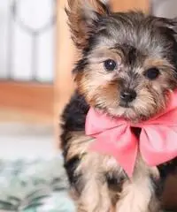 Puppies - Non vedo l'ora di conoscerti Puppies - Non vedo l'ora di conoscerti