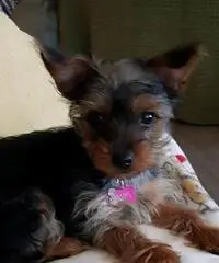 Puppies - Non vedo l'ora di conoscerti Puppies - Non vedo l'ora di conoscerti