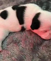 Cuccioli di Bulldog francese di qualità AKC in vendita gratuita