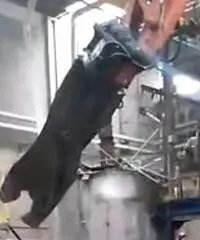 Escavatore 230ql Fiat kobelco E 215 con Cesoia