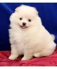 Cucciolo di pomerania femmina di piccola taglia per l'adozione