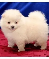 Cucciolo di pomerania femmina di piccola taglia per l'adozione