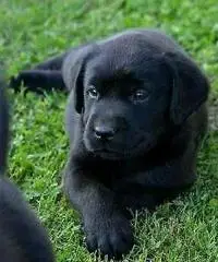 Dolcissimi cuccioli di labrador retriever