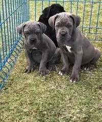 VENDITA cane CORSO VENDITA cane CORSO