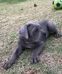 VENDITA cane CORSO VENDITA cane CORSO