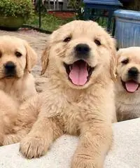 Cuccioli di razza Golden Retriever Cuccioli di razza Golden Retriever