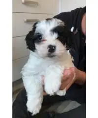 Bellissimi cuccioli di Cockapoo F2 da adottare Bellissimi cuccioli di Cockapoo F2 da adottare