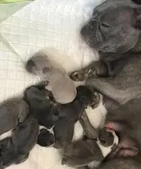 Bellissimi cuccioli di bulldog francese in vendita.