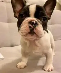 Bulldog francese Bulldog francese