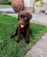Labrador maschi Labrador maschi