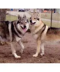 cuccioli di cane lupo cecoslovacco
