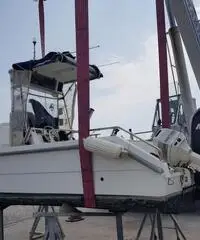 Conero kingfisher Conero kingfisher