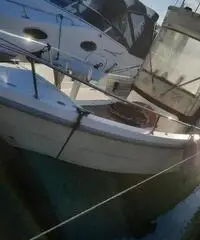 Conero kingfisher Conero kingfisher