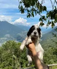 Cuccioli di setter inglese con pedigree