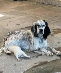 Cuccioli di setter inglese con pedigree