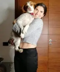 Dog sitter Dog sitter